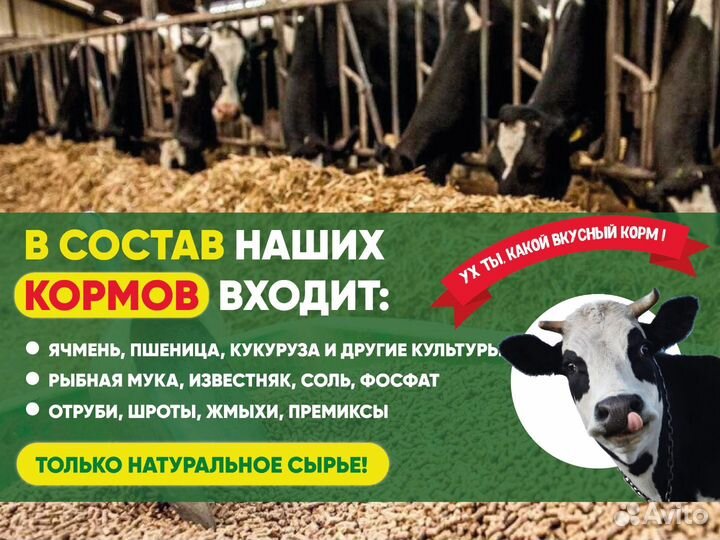 Просо красное
