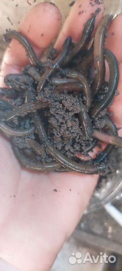 Черви, зеленые, крупные