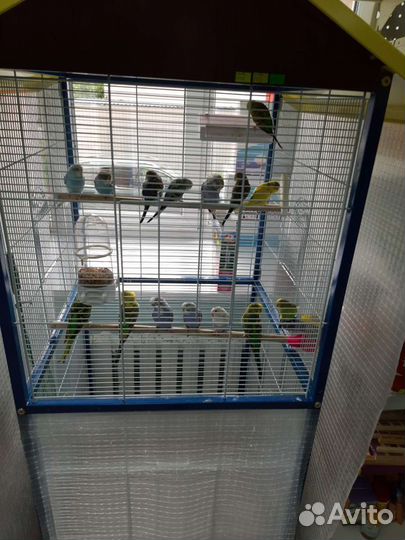 Попугай волнистый и клетки