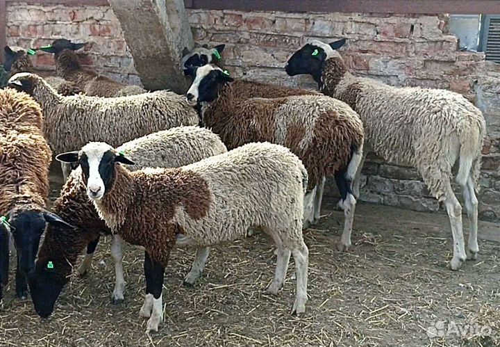 Дорпер и бурские