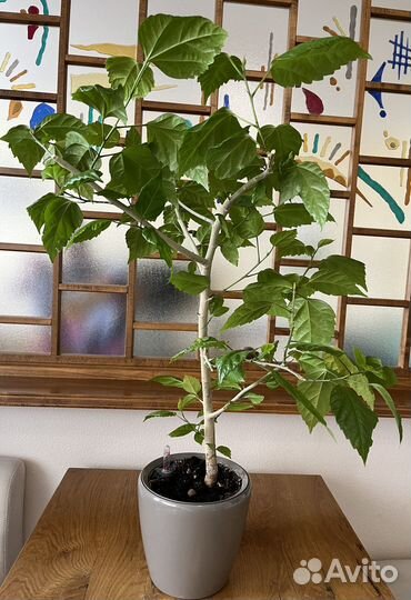 Комнатные растения