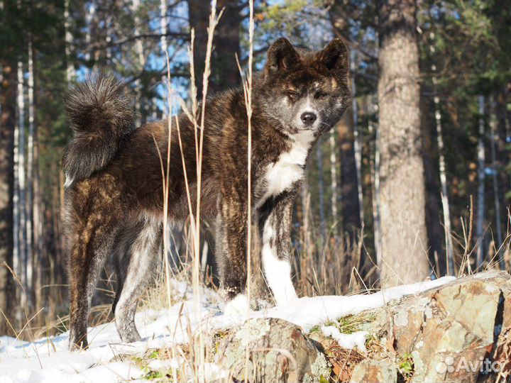 Акита тигровые и рыжие