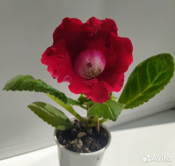 Глоксиния цветущая