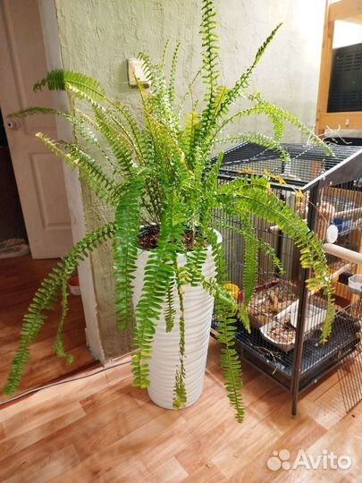 Папоротник