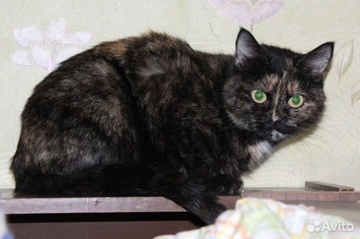 Кошка в дар