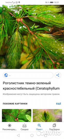 Аквариумные растения, гуппи