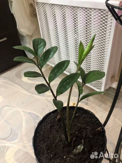 Замиокулькас