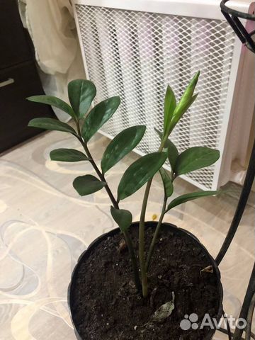 Замиокулькас