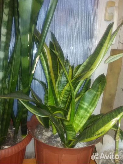 Сансевиерия цветущая