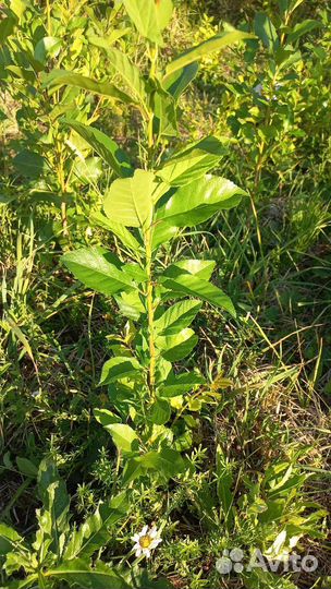 Саженцы вишни