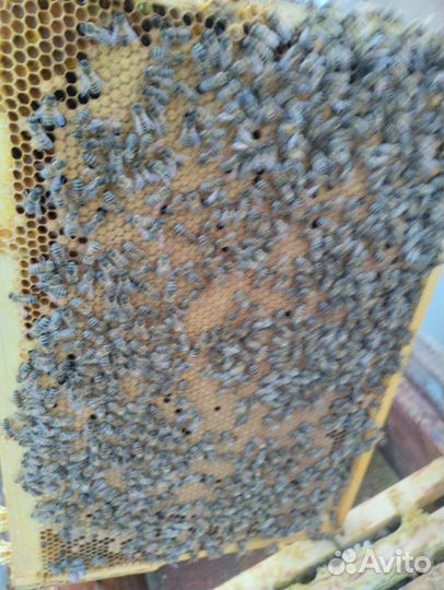 Пчелопакеты и матки Карника Скленар, Бакфаст