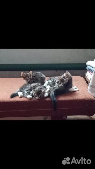 Отдаем котят в хоршие руки