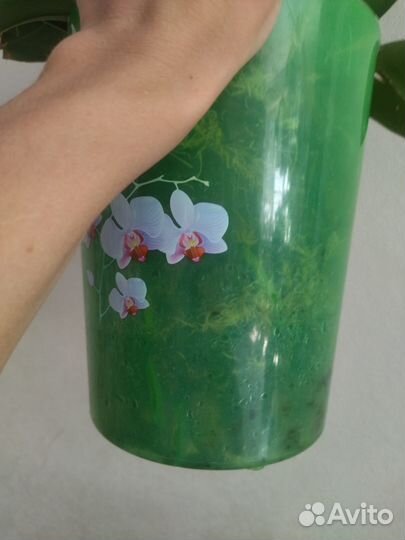 Фаленопсис Вашингтон