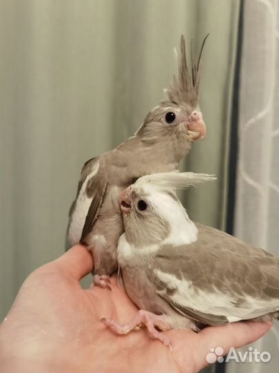 Бесщекие птенцы кореллы выкормыши