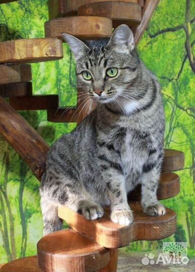 Кошка 1,5 года