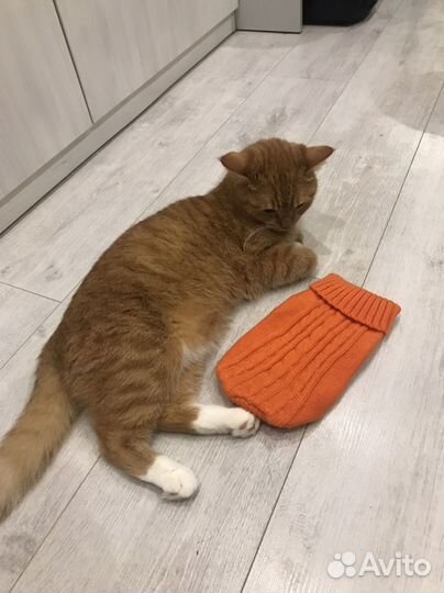 Свитер для маленькой собаки/кошки