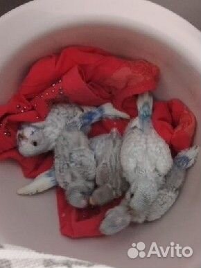 Птенцы волнистый попугай