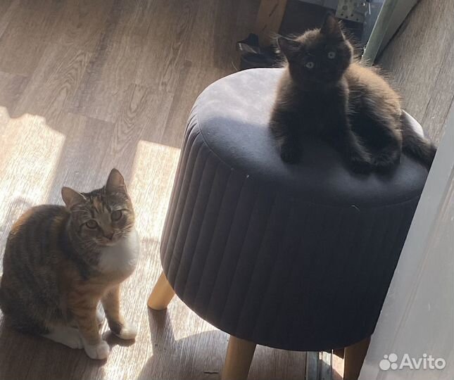 Котик черный 2 мес