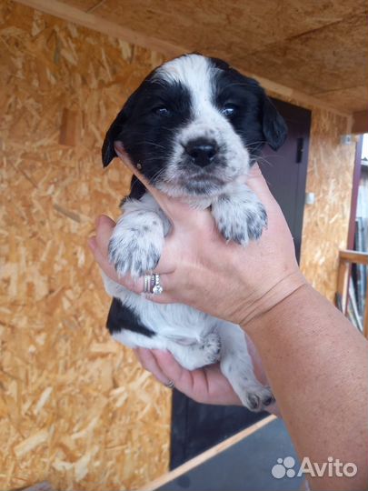 Отдам в добрые руки щенков