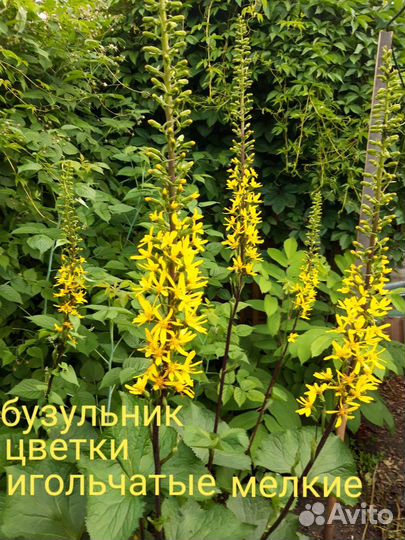 Бузульники 5 видов