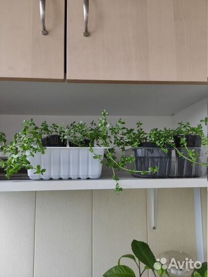 Брами (Bacopa moneri)