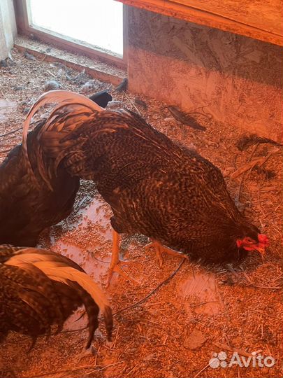 Молодые петухи