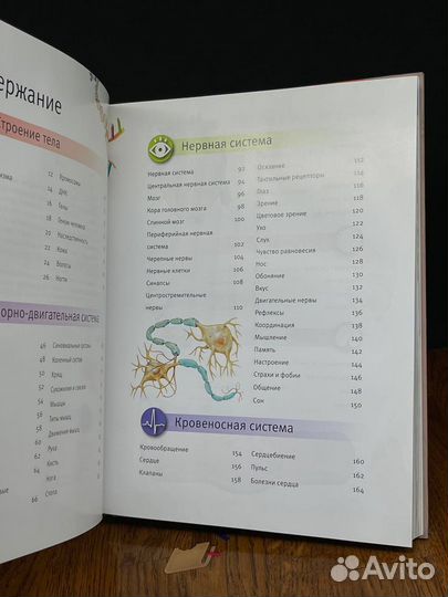 Тело человека