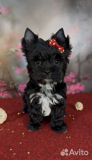 Черный йорк кукольный мальчик