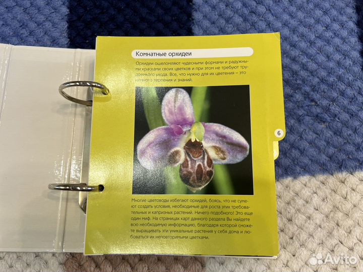 Цветы для дома шаг за шагом