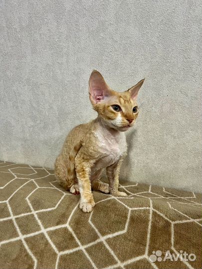 Девон рекс -Devon rex котята питомник Екатеринбург
