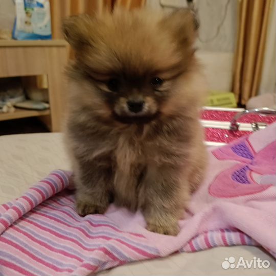 Померанский шпиц мини медвежьего типа