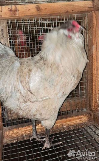 Петушки молодые,породистые
