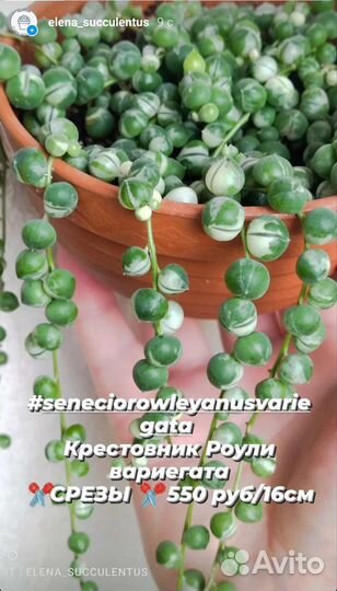 Ампельные растения. Суккуленты. Крестовник