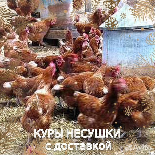 Куры фермерские
