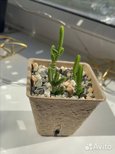 Суккуленты