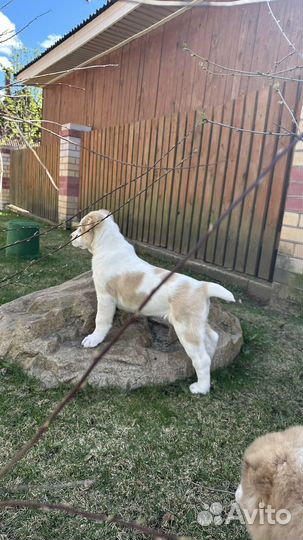 Среднеазиатская овчарка алабай щенки