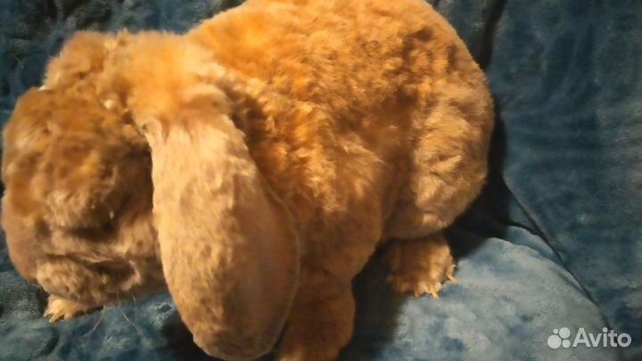 Карликовый рекс плюш