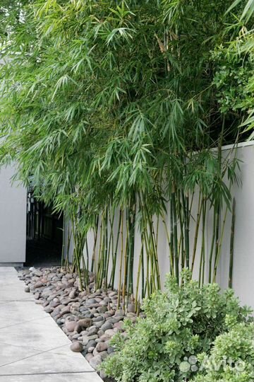 Бамбук (листоколосник сизо-зелёный)