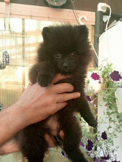 Померанский шпиц