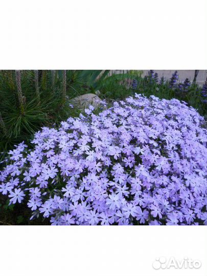 Флоксы Шиловидные Многолетние