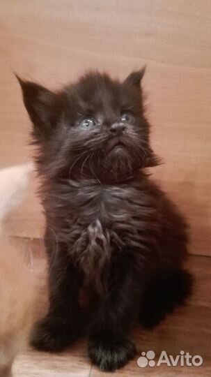 Продажа котят