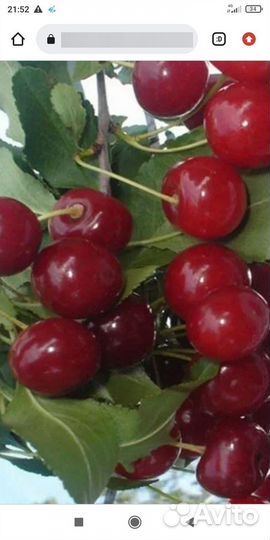 Плодовые деревья