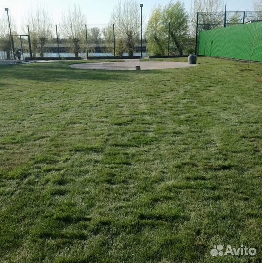 Рулонный газон, посевной газон