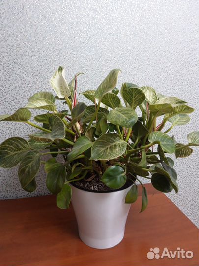 Филодендрон Биркин