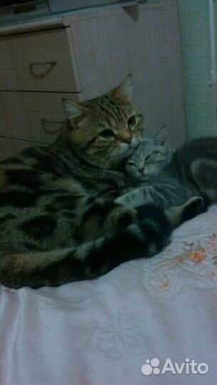 Вязка британского кота