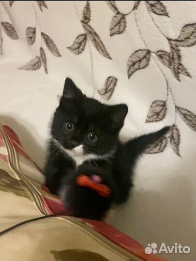 Котенок