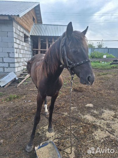 Продам лошадь