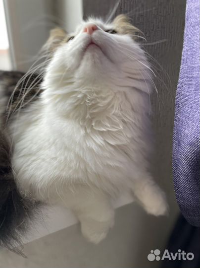 Передержка кошек, котоняня