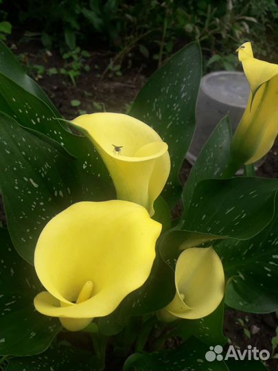 Орхидея фаленопсис