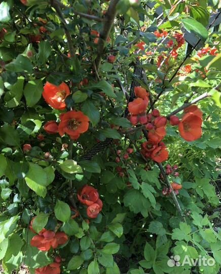 Черемуха виргинская, Айва яп., Лимонник Китайск